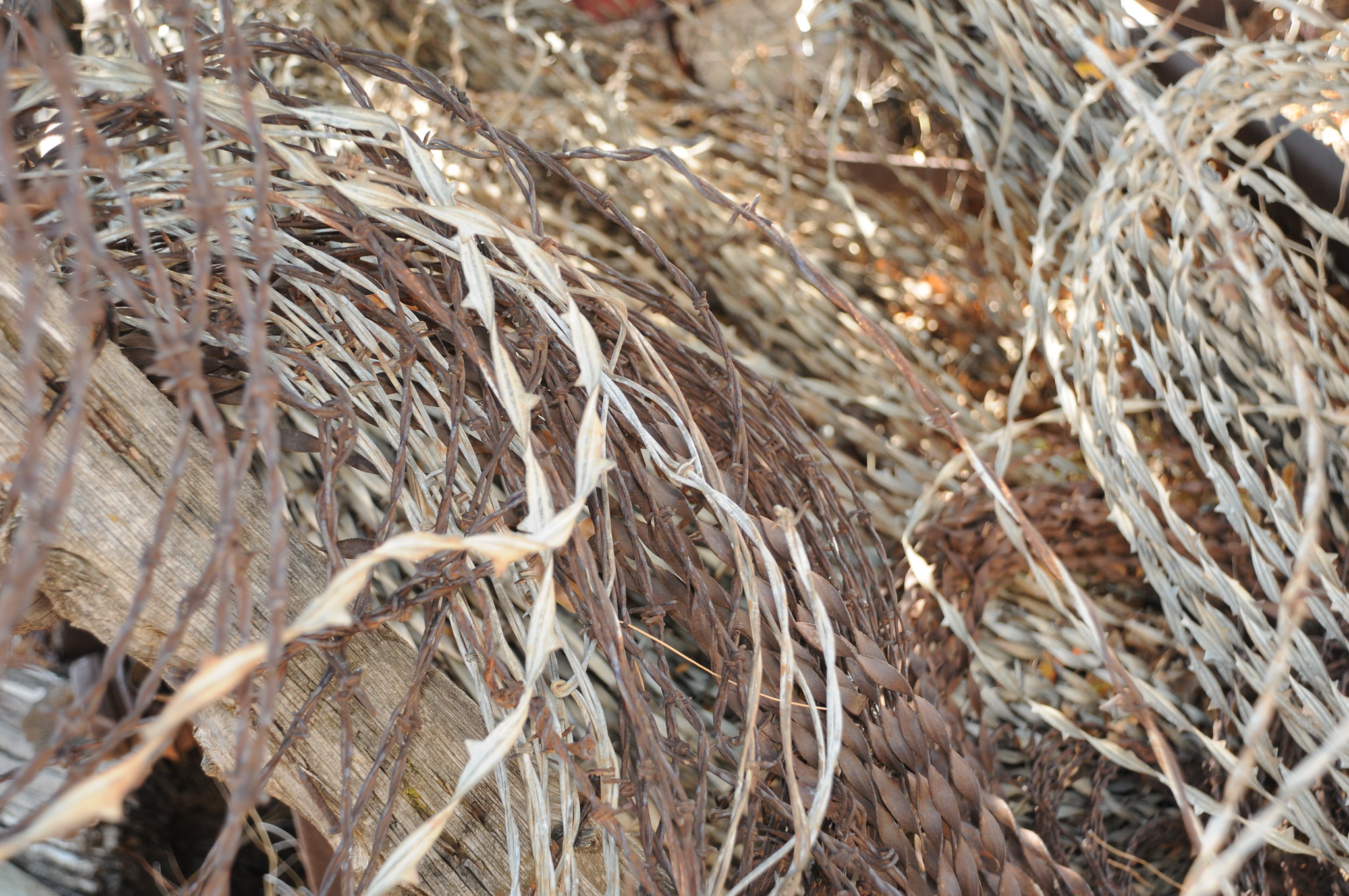 Coils of sun-bleached and rusted wire