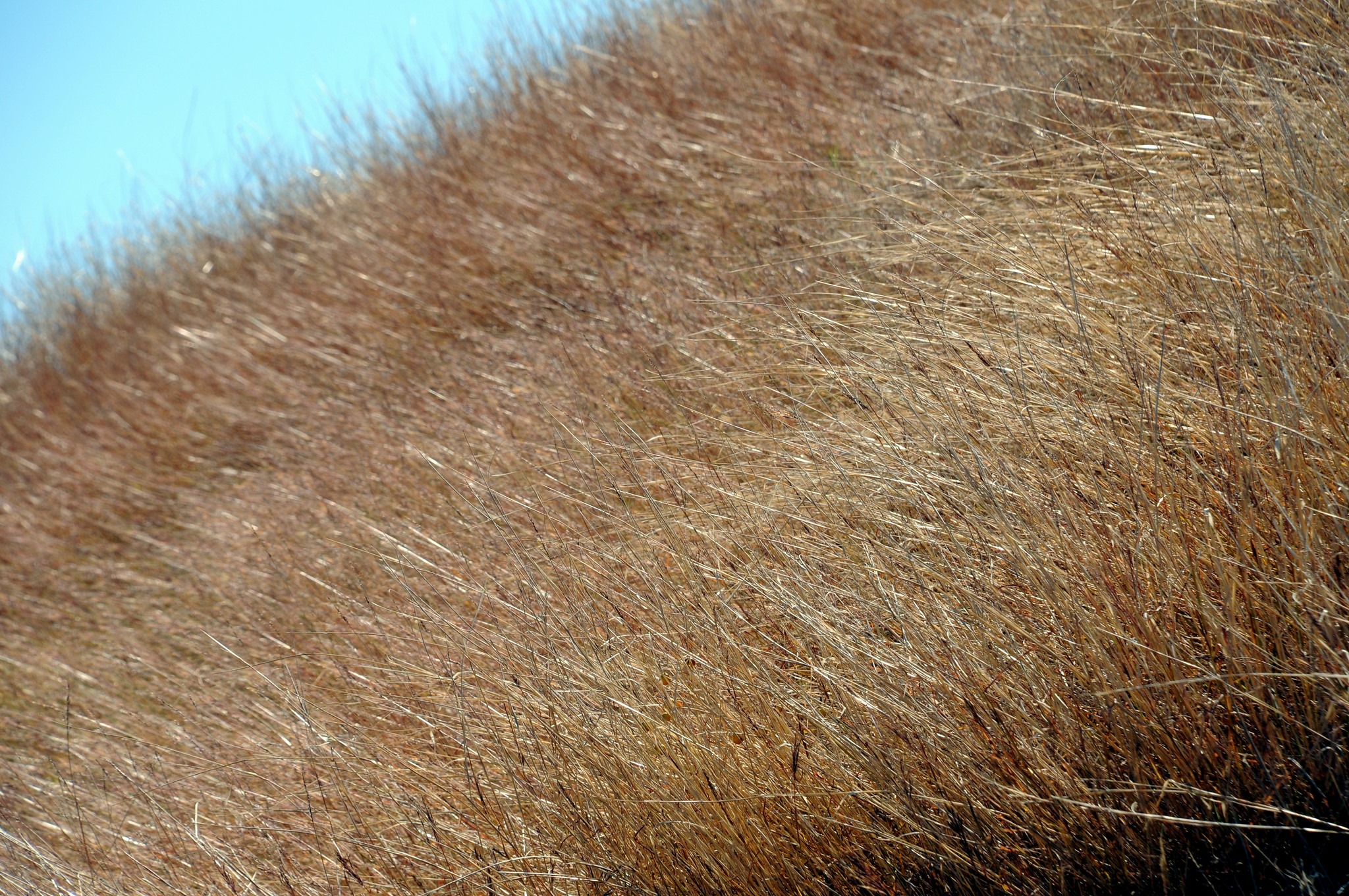 Tall dry prairie grass bending across the South Plains